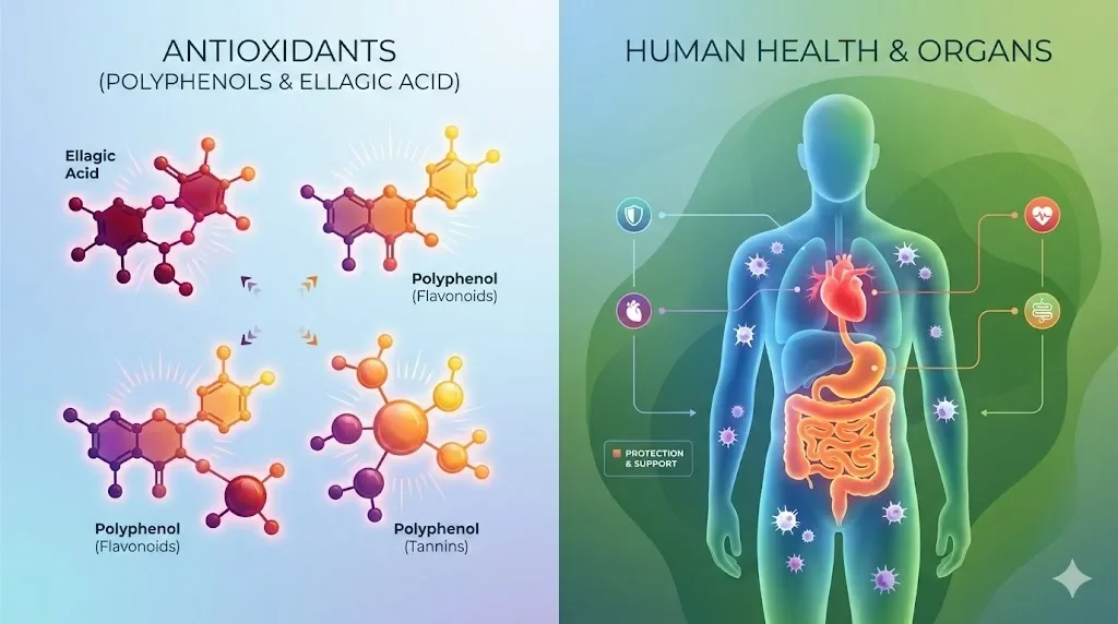 Ceai de capsuni beneficii pentru sanatate si retete savuroase