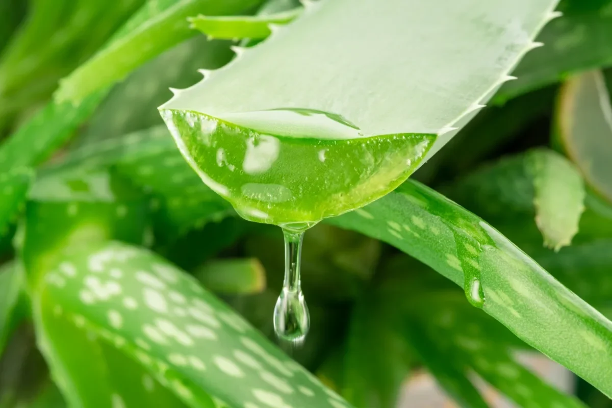 Aloe vera 10 beneficii minunate pentru sanatate