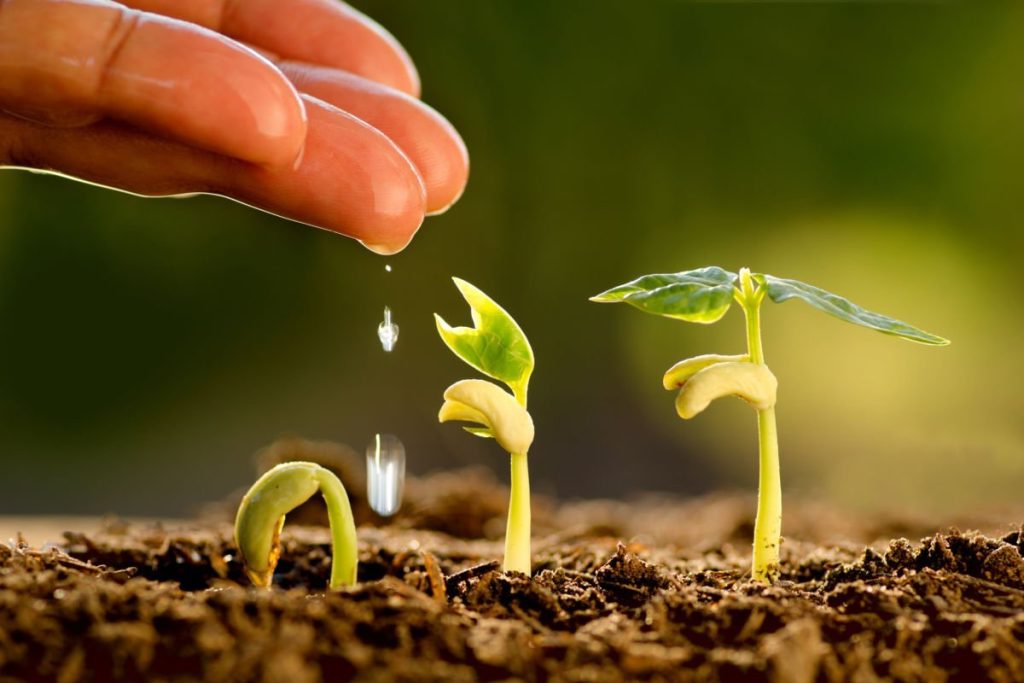 Alimente organice, ce sunt si de ce sa le consumi Planta care se dezvolta din sol fertil