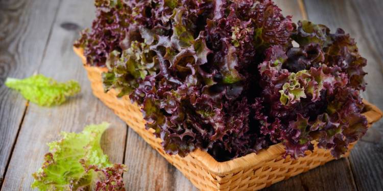 Salata cu frunze roșii: 9 beneficii uimitoare