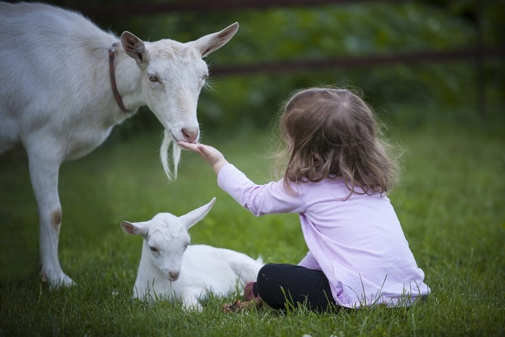 Lapte de capră: beneficii sănătate, nutriție, utilizări
