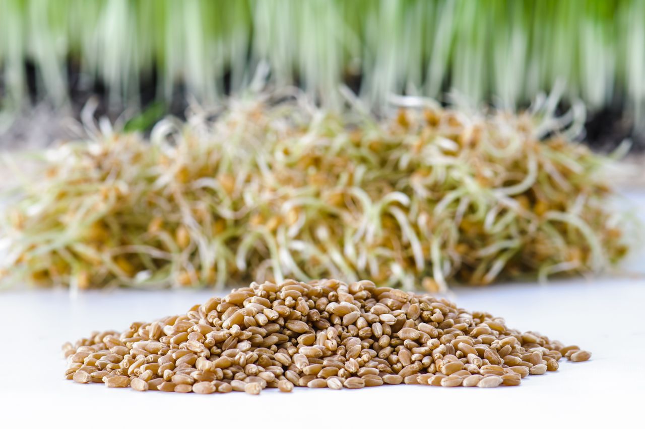 Boabele de grâu: O cereală integrală care te menține sănătos