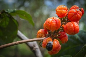Fructele de acai: beneficii și contraindicații