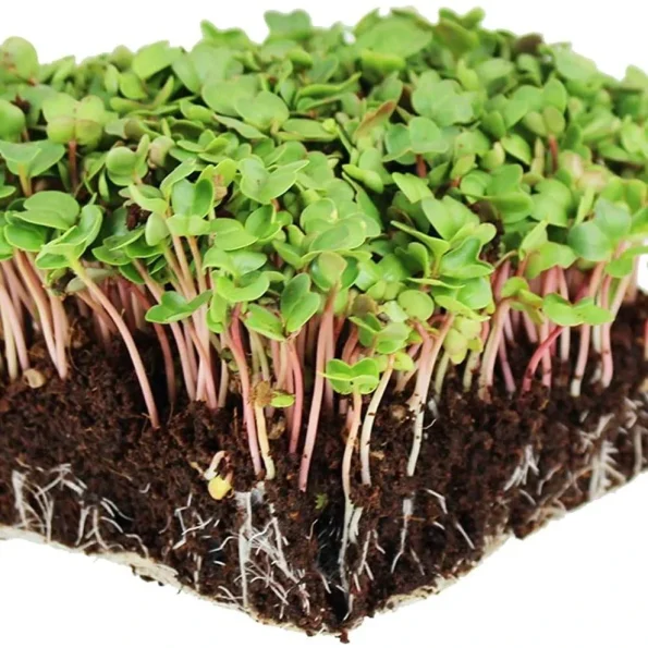 Semințe de ridiche bio pentru germinare, 200g Biorganik