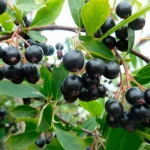 Aronia pudra raw Bio Dragon Star 200g