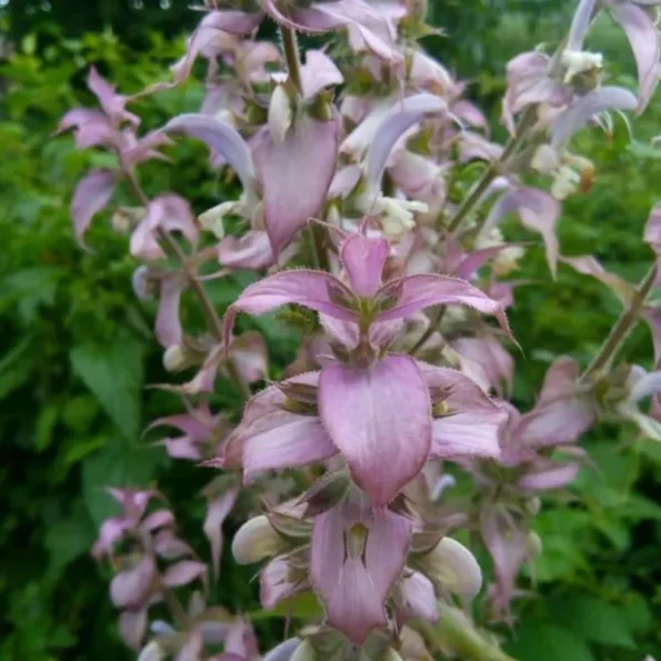 Ulei esențial salvie sclarea bio, calmant, Armina, 5ml