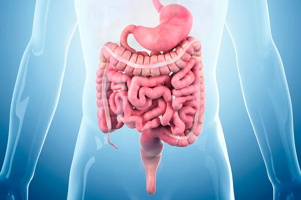 3 Pasi simpli pentru a-ti reduce inflamatia intestinala 3 Pasi simpli pentru a-ti reduce inflamatia intestinala