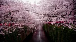 Ce este sakura si ce poti face cu florile de cires japonez