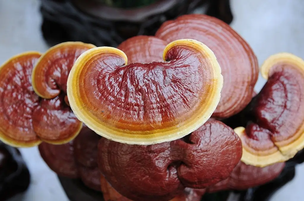 Ciupercile reishi (ganoderma): beneficii, mod de consum si contraindicatii